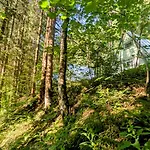 Ruheort Mitten Im Wald Apartment