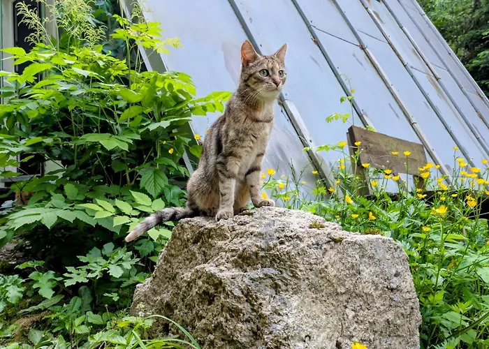 Διαμέρισμα Ruheort Mitten Im Wald