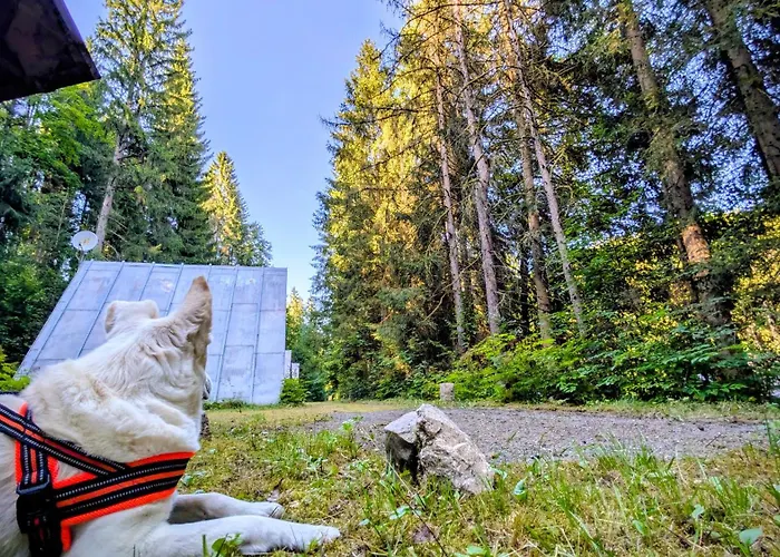 Apartamento Ruheort Mitten Im Wald Eibenstock